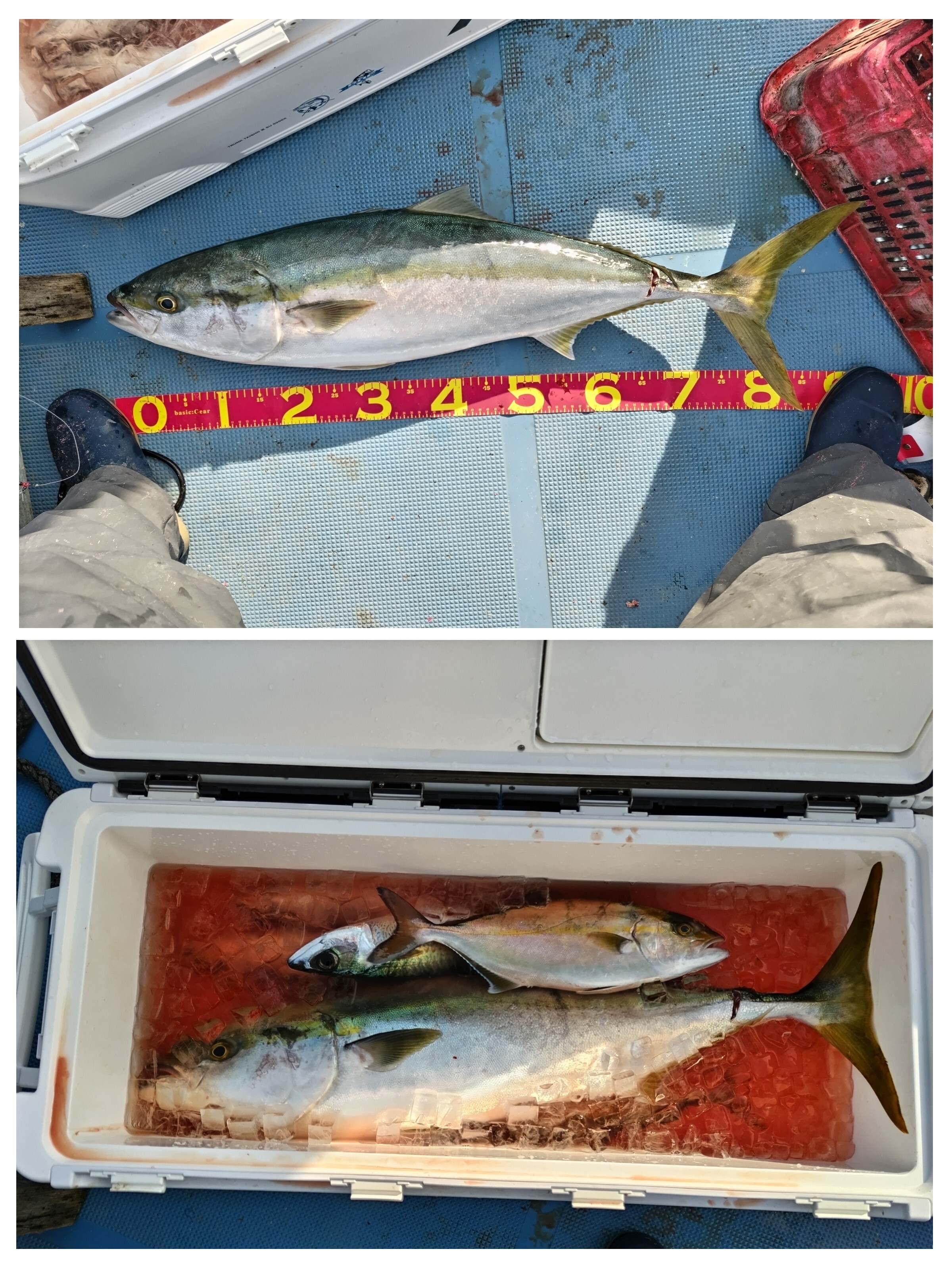 20231130_222443-COLLAGE