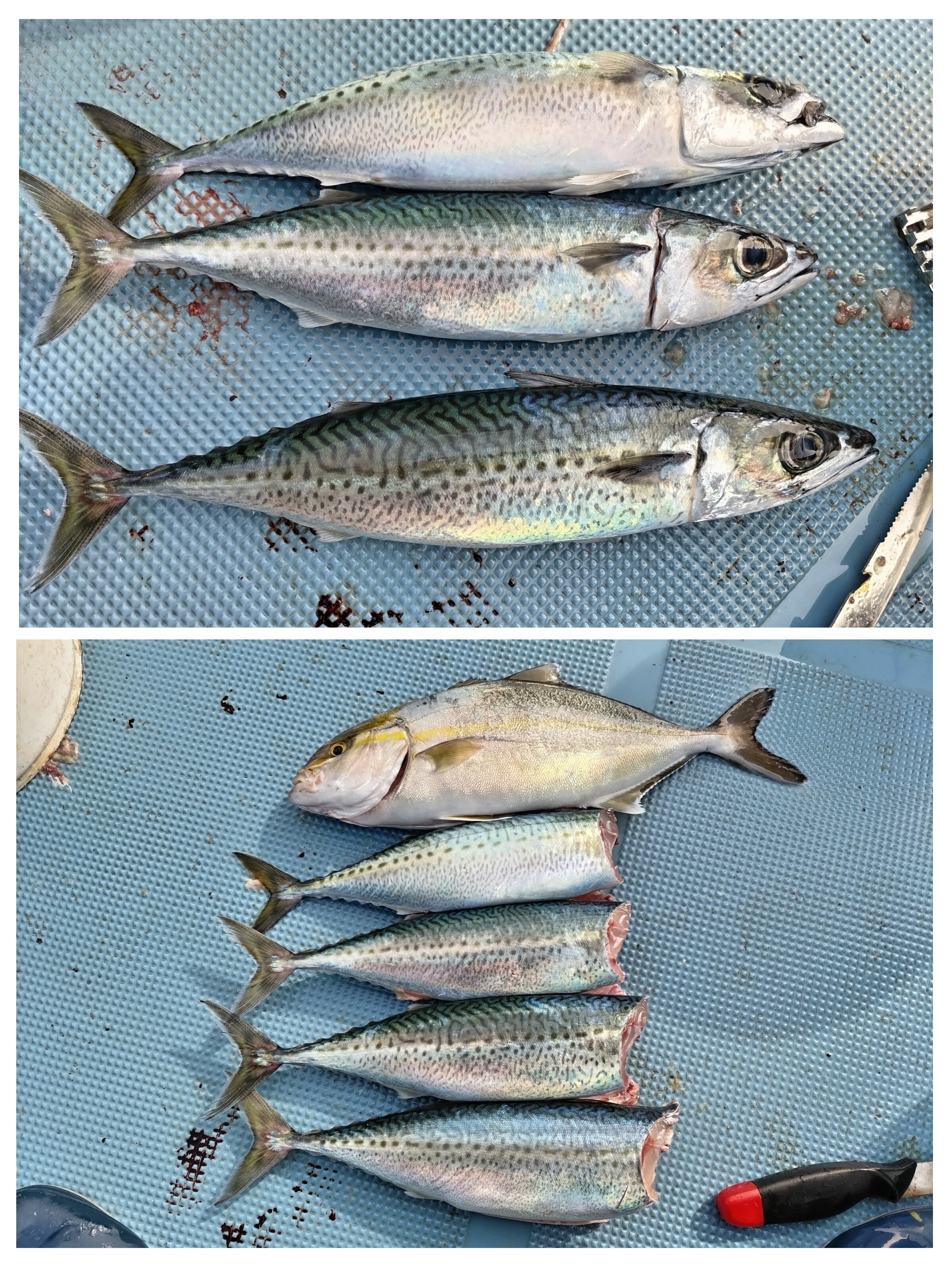 20231130_222322-COLLAGE