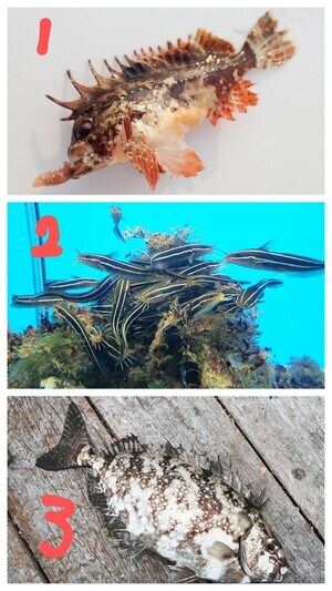 20240719_060945-COLLAGE~2_コピー