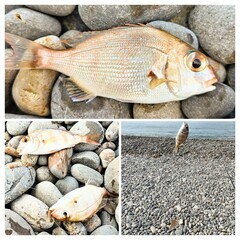 20240806_133627-COLLAGE_コピー