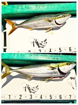 20240906_184845-COLLAGE_コピー