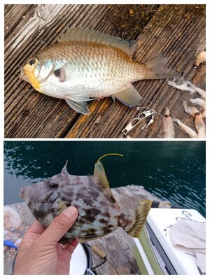 20250530_070157-COLLAGE_コピー