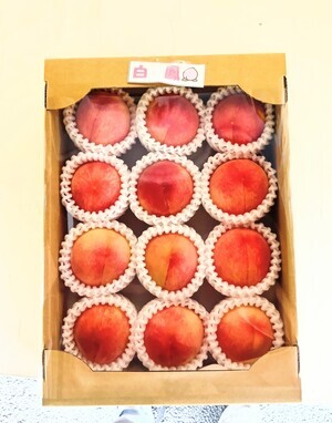 250711120752347_コピー