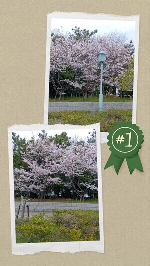 20260410_084446-COLLAGE_コピー